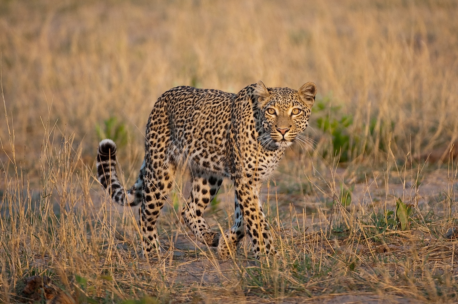 Ein Leopard wandert durch getrocknetes, gelbes Gras in der Savanne von Hwange