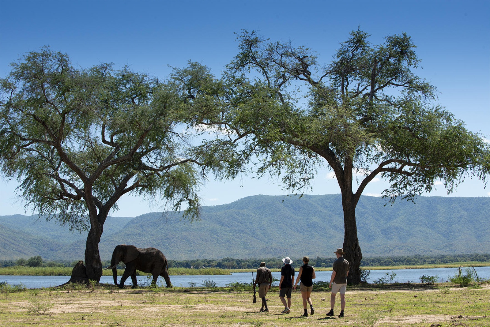 Gäste und ein Ranger des Nyamatusi Camps mit Gewehr, gehen zum Fluss, an dessen Ufer ein Elefant steht.