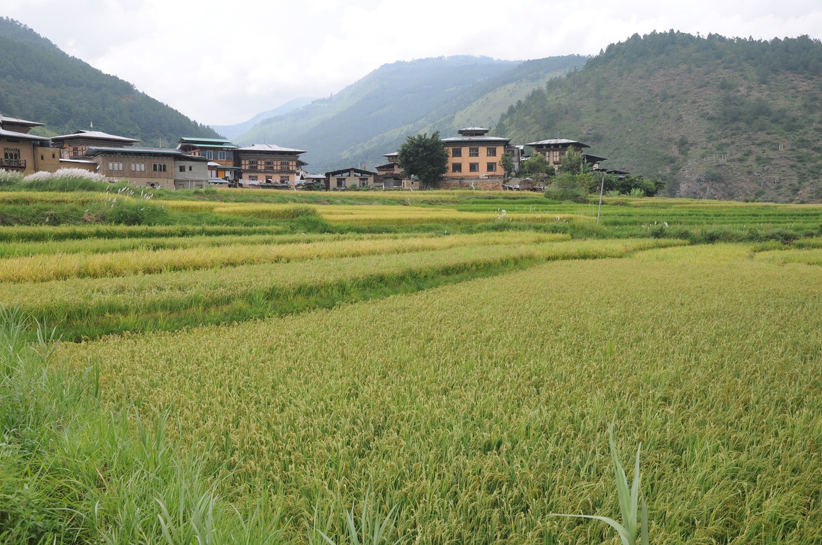 grüne Felder, dahinter Häuser u. Berge bei Punakha