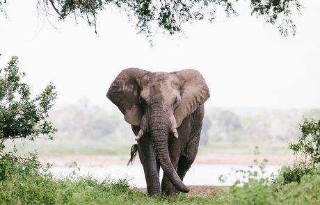 Elefant Frontalaufnahme Elefant Frontalaufnahme vor Fluss ; copyright Chilo Gorge Lodge