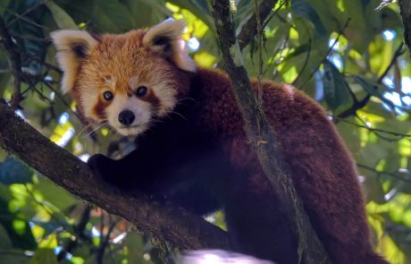 Kleiner Panda im Baum zwischen 2 Ästen