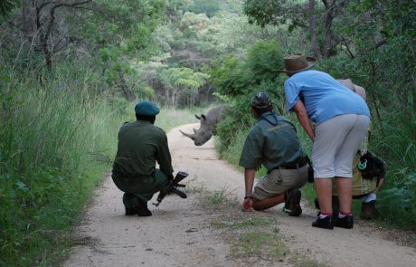 Scout, Guide u. Gast knien auf dem Weg, den ein Nashorn kreuzt Scout, Guide u. Gast auf einem Weg den ein Nashorn kreuzt Copyright Amalinda Lodge