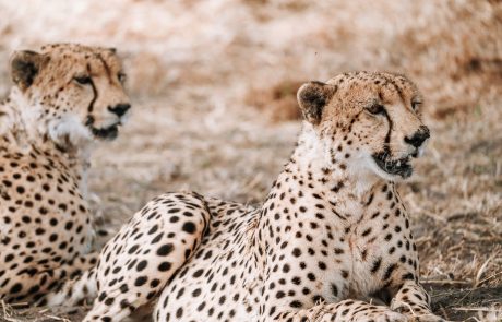 2 Geparden liegen in der Savanne in Savuti