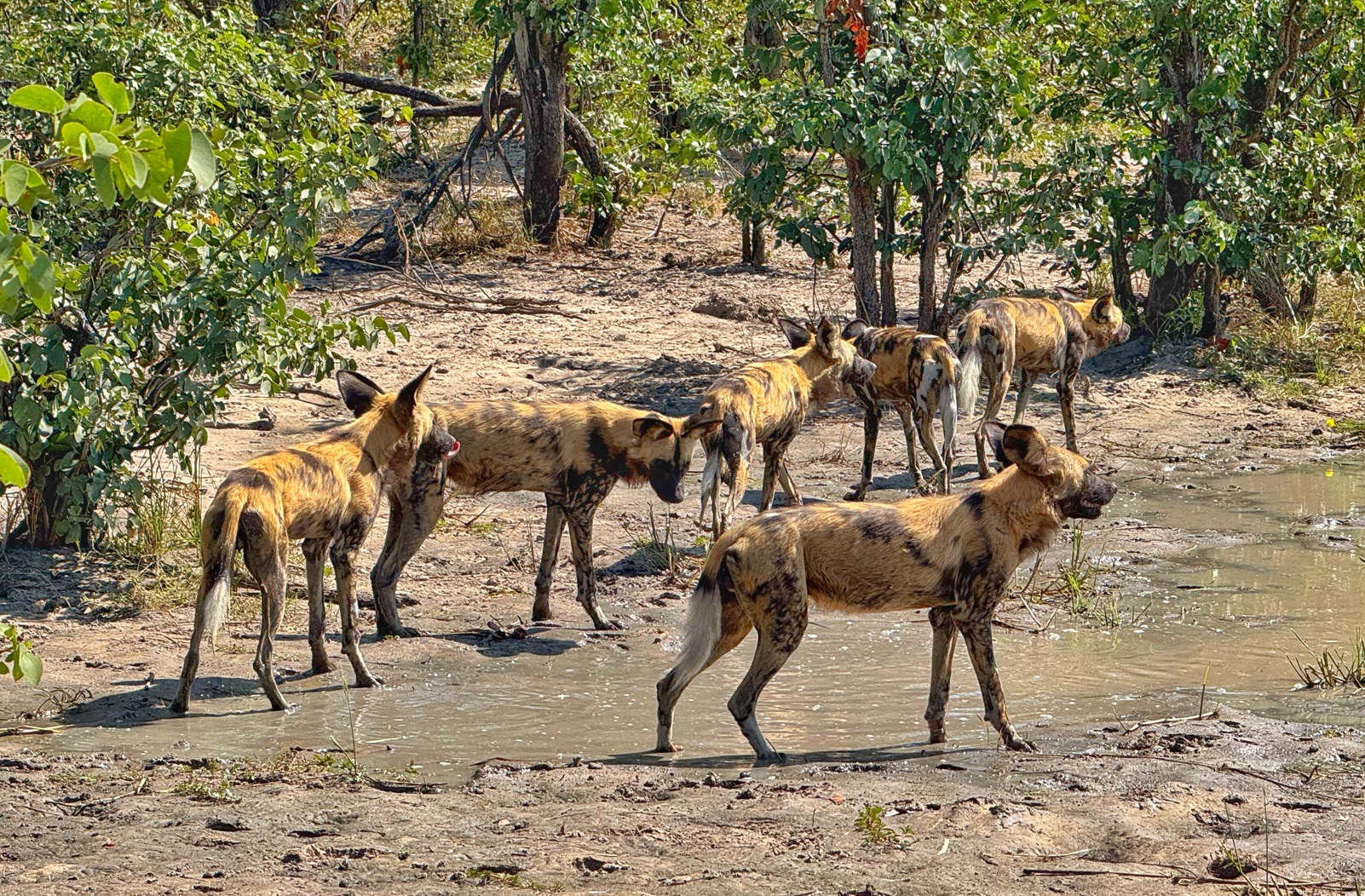 Afrika Reitsafari in Botswana