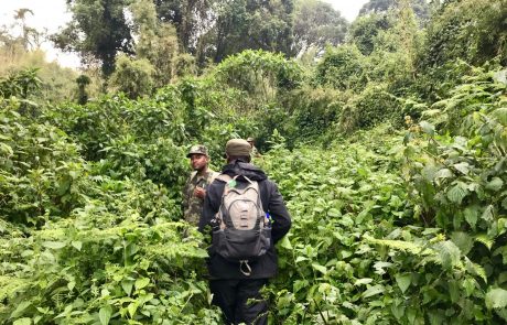 zwei Ranger im grünen Dickicht des Volcanoes NP