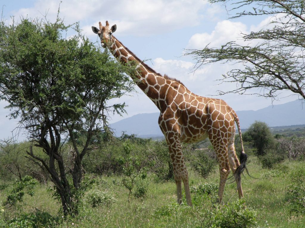 Giraffe steht an einer Akazie in Kenia