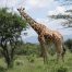 Giraffe steht an einer Akazie in Kenia