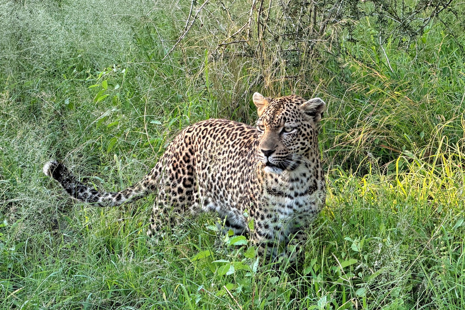 Leopard im grünen Busch Simbabwe @ Björn
