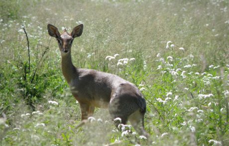 Dik-Dik im Busch