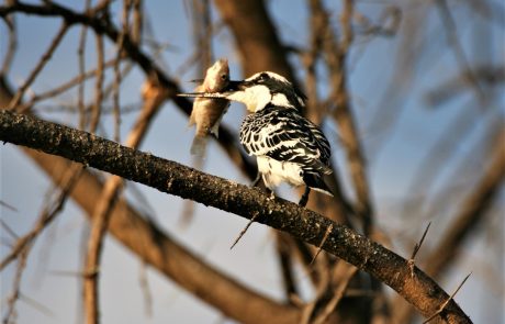 Kingfisher Vogel auf Ast sitzend mit Fisch im Schnabel